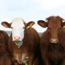 В 2021 году животноводческие предприятия Крыма приобрели в три раза больше мясного КРС – Андрей Рюмшин