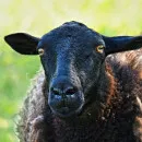 В Крым завезли вторую партию овец мясо-сальной Эдильбаевской породы