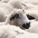 Поголовье овец в Крыму выросло на трех видах господдержки